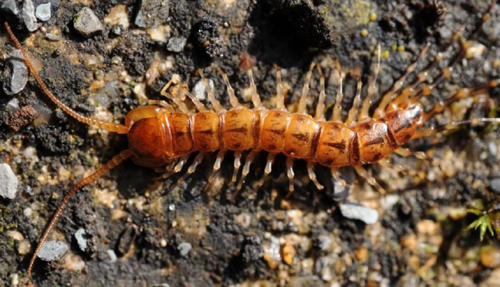 Variegated woodland centipede